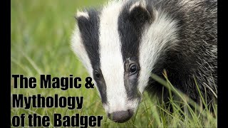 The Magic & Mythology of the (European) Badger