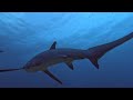 Top 10 Dive Sites in the Philippines You NEED to Explore!