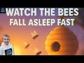 Watch Bees Return to the Hive – Fall Asleep Fast with Calming Sounds