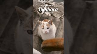 🇺🇿 THE CATS | BUKHARA, UZBEKISTAN | AN INCREDIBLE CITY OF HISTORY, CULTURE & ARCHITECTURE
