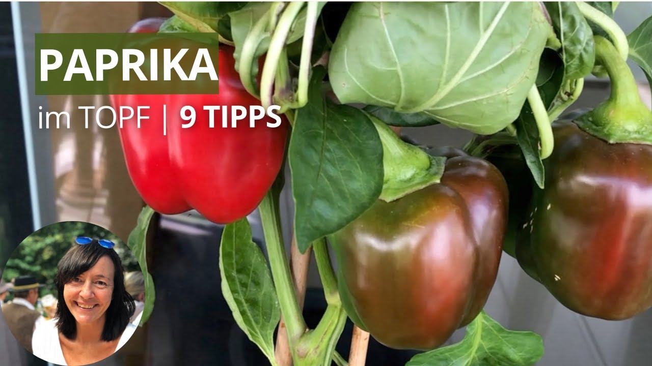Wie Lange Müssen Gefüllte Paprika Kochen Im Topf Paprika im Topf anbauen - 9 Tipps und es gelingt 🫑 - YouTube