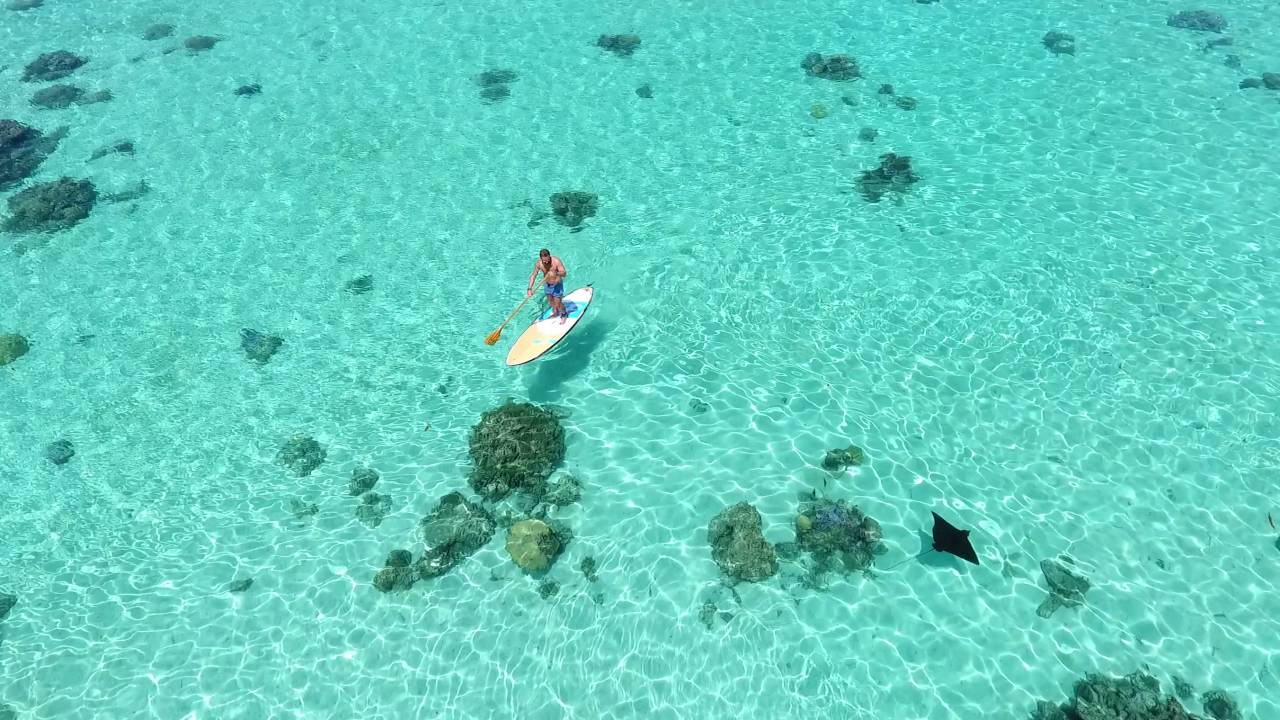 Spotted eagle ray in Tahiti playing around a paddle filmed by phantom 4 ...