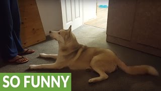 Husky refuses to take shower, vocally argues with owner