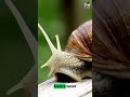 Slow and Tiny Snails | Calm Learning Song for Kids | Encyclopedia Through #shorts #shortsforkids