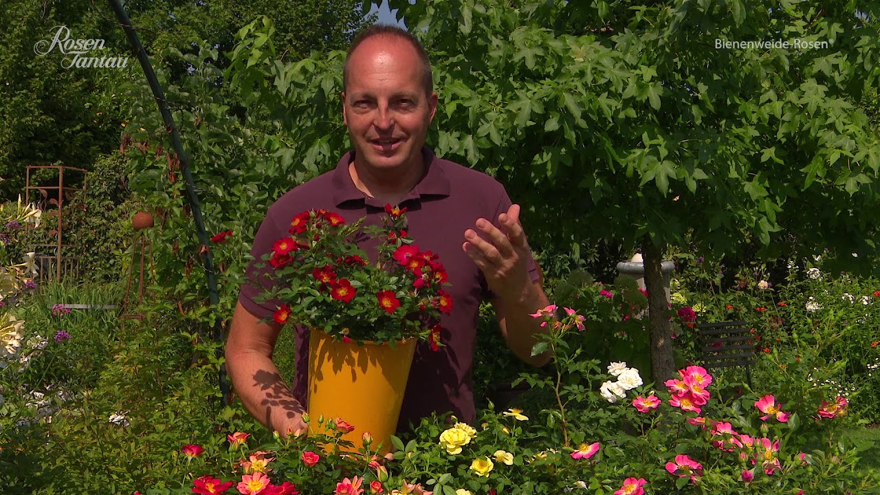 Rosen Tantau's Bienenweide-Rosen®