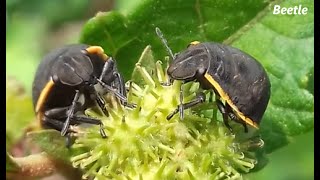 Jenis Kumbang coklat betina dan jantan