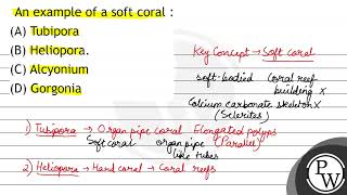 An example of a soft coral : (A) Tubipora (B) Heliopora. (C) Alcyonium (D) Gorgonia screenshot 2