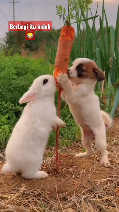 😂Ngakak kelinci dan Anjing berbagi makan Wortel 🥕 ASMR #kelinci #lucu #ternakkelinci