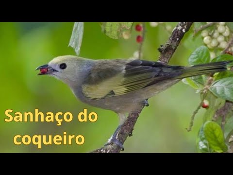 sanhaço do coqueiro canto para ensinar filhote - YouTube