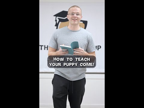 Vídeo: Como treinar seu cão Scound Hound para vir quando chamado