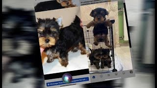 ‘Preyed on my emotions’: Scammers con Valley woman in puppy scam