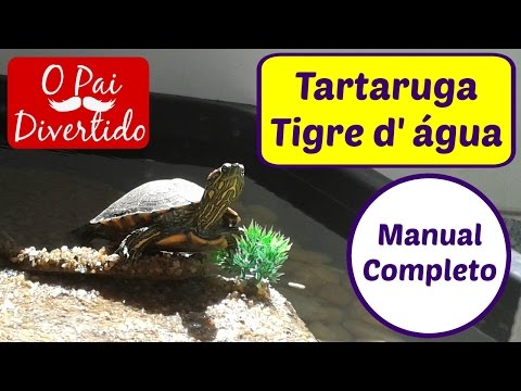 Vídeo: Tudo Sobre Tartarugas-de-orelhas-vermelhas: Como Se Reproduzem