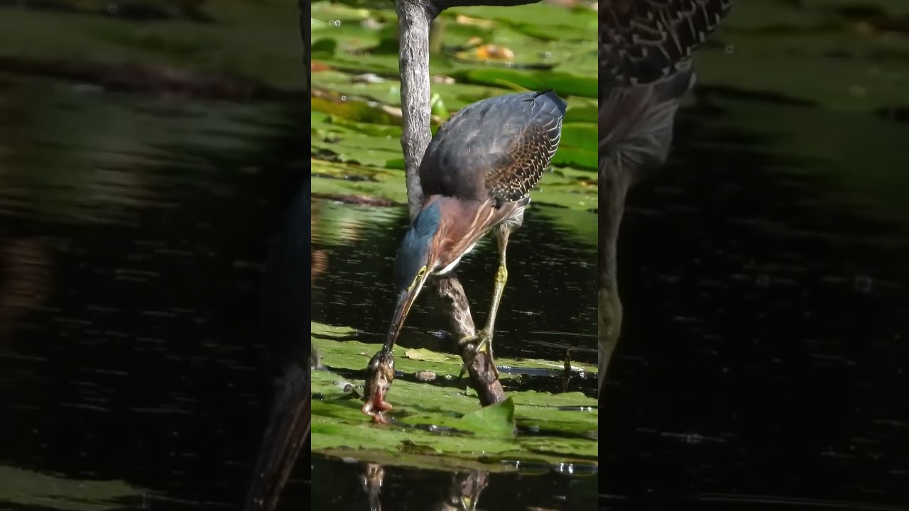 Catch of the day - green heron eats huge tadpole 