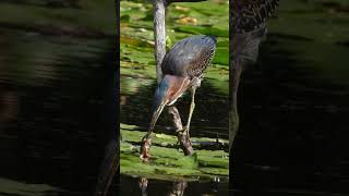 Catch of the day - green heron eats huge tadpole #shorts #bird #fish #nyc #park #nature