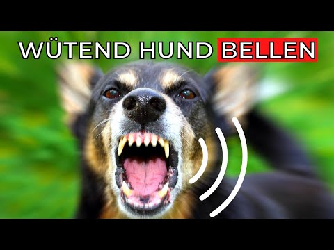 Video: Die 5 verschiedenen Arten von Hundeknurren