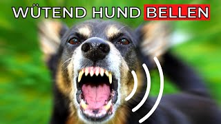 wütend Hund Bellen 🐶 Soundeffekte böse Hunde