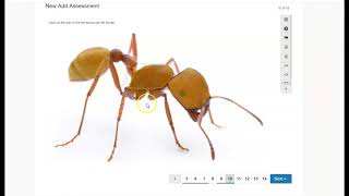 Schoology: Student directions for taking an assessment
