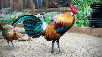 Qaib Qus Daj Dawb Ntsej F2 Lub Suab Qua 