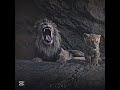 Simba Ft CatЁЯШВcat As SimbaЁЯР ЁЯжБ Cat Simba Funnyvideo Simbaftcat Simba Ft CatЁЯШВcat As SimbaЁЯР ЁЯжБ Cat Simba Funnyvideo Simbaftcat
