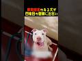 耳の聞こえない保護犬の願いが叶った日! #感動 #犬のいる生活