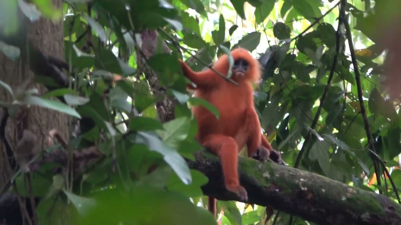 栗紅葉猴 Maroon leaf monkey