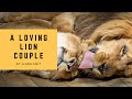 Such a loving lion couple they are almost always together enjoying each others company