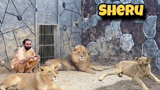 After A Long Time Junaid Meet Sheru🦁😱