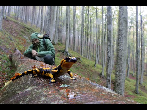 Video: Erano vive le salamandre pezzate?