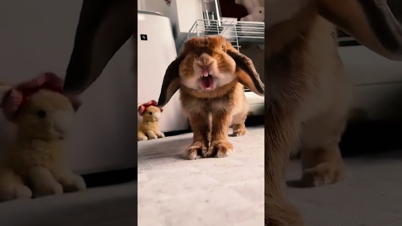 Naughty Rabbit Laughing Like A Baby 🤣🐇🐰 