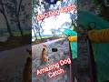 Caught a dog in the rain #dog #rain #dogwithpublicsafety #ytviral #shorts