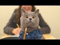 Download Приключение кота Майкла 2017 Приключение кота Майкла 2017