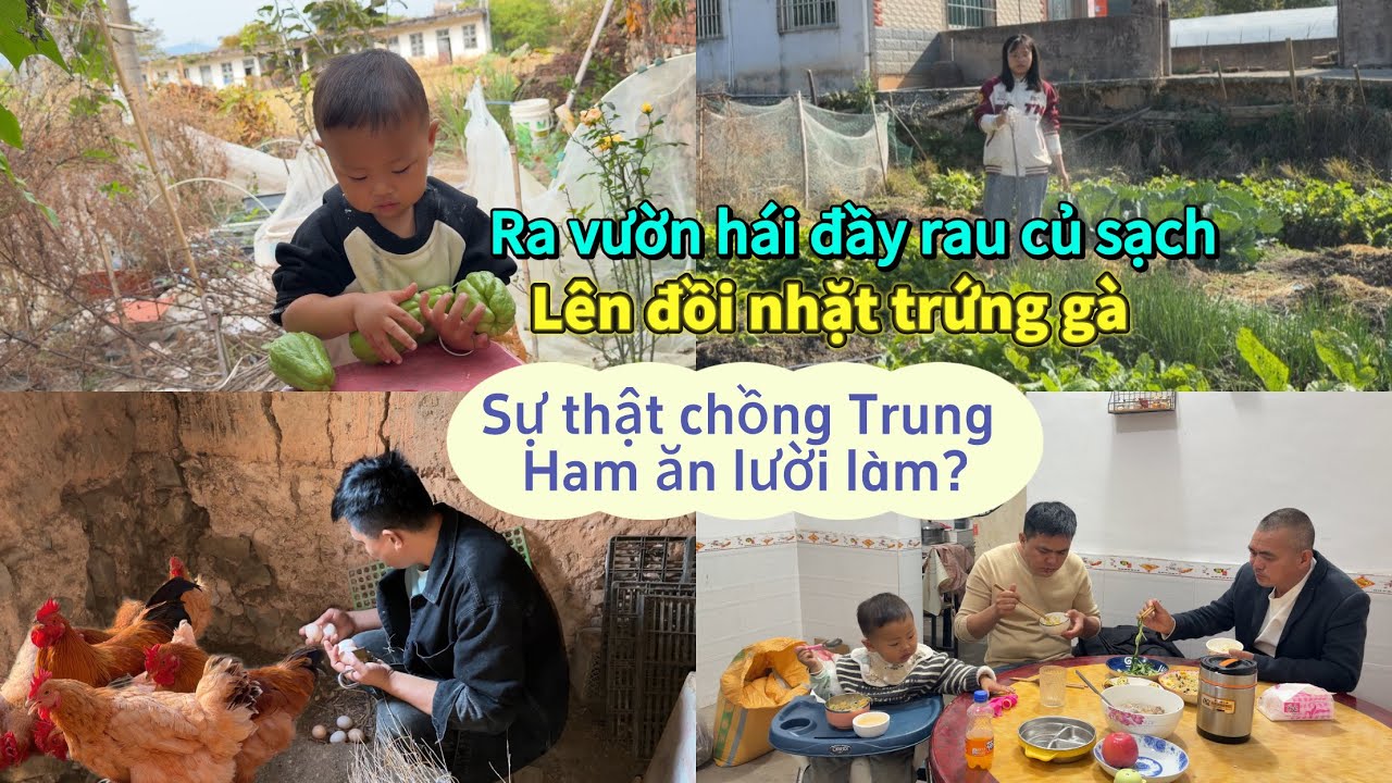 324 🥖 Ra vườn hái đầy giỏ rau củ, lên đồi nhặt trứng gà. Sự thật chồng Trung Quốc ham ăn lười làm?
