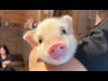 Japan’s Micro Pig Cafe! Play With Piglets in a Forest Hideaway🐷🌳