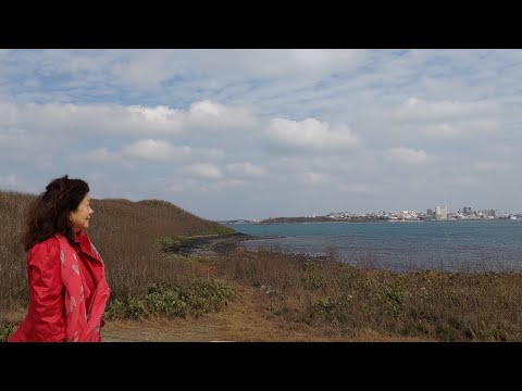 478 負心的人 SZ.20/TW【淚的小花慎芝】慎芝 詞 1967年 日本原曲