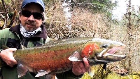 Monster Steelhead on the Fly: Sun River, Oregon