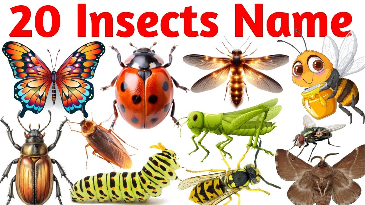 20 Insects Name for Kids | Learn Common Insects with Pictures | Fun ...
