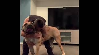 Famous Big Boerboel cuddles and ear nibbles Net Worth