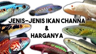 Jenis jenis ikan Channa populer di Indonesia 2025 beserta Harganya (ada yg puluhan juta) ‼️