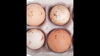 🥚 Fresh Unwashed Eggs vs. Washed Eggs: Which is Better? 🍳