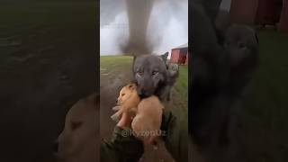 Celebrity During Tornado, 3 Wolves Took My Golden Retriever From The Farm - Rescue Mission 🐺🌪️ Net Worth