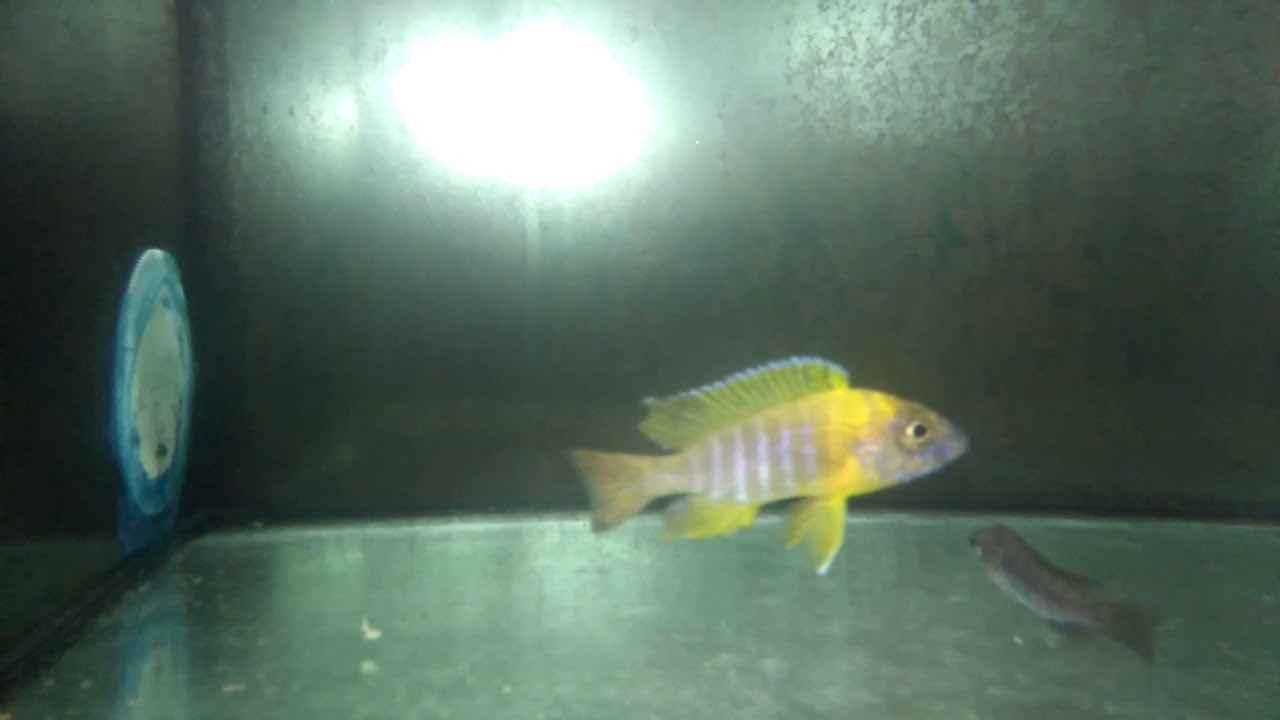 camera iphone 8 plus apk Aulonocara sp.stuartgranti maleri Chidunga Sauvages (wild caught)