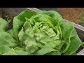 Как вырастить урожайный и полезный кочанный салат