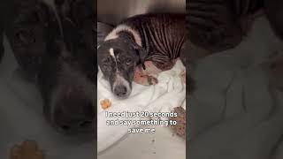 💔PLEASE CONSIDER DONATING TO HELP 😭🙏#usa #canada #uk