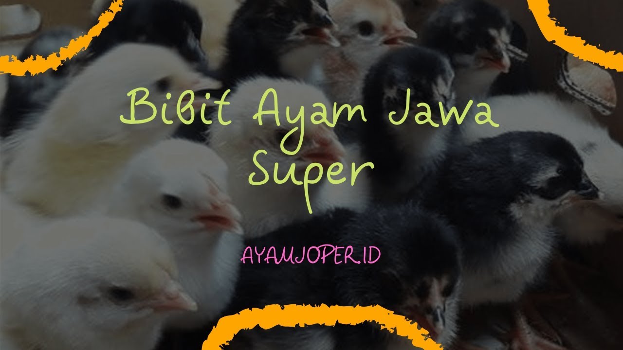 Bibit Ayam Jawa Super 