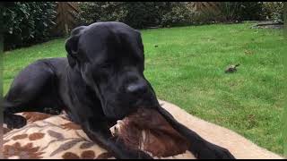 Cane Corso mix Jimbo hat Geburtstag 🎁