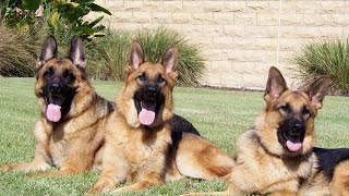 Gorgeous German Shepherd Pack Running Free