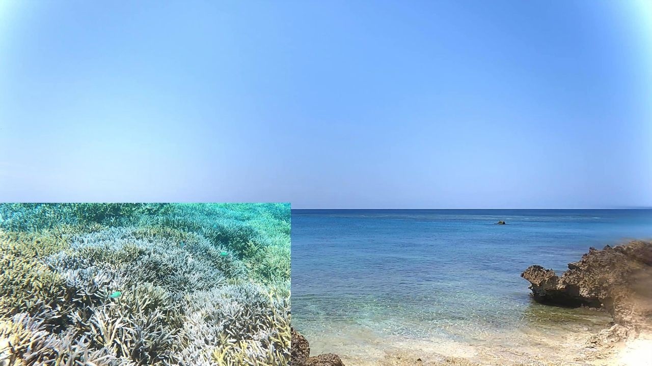 4k 「サンゴ礁と熱帯魚/2026年4月26日撮影」「Coral reef and