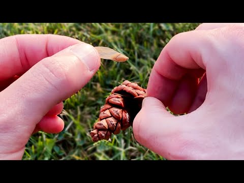 וִידֵאוֹ: אוסף זרעי עץ דולב - למד על קצירת זרעי עץ דולב