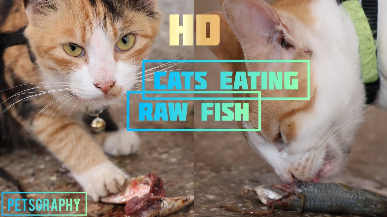 Cats Eating Raw Fish HD Video by PetsGraphy Hydi & Dobby YouTube