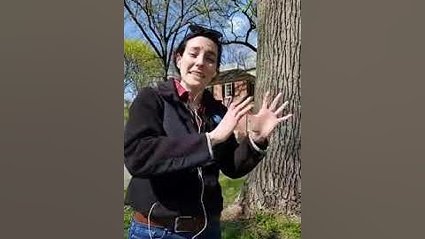 #FranklinOutside: How Do Trees Capture Carbon?